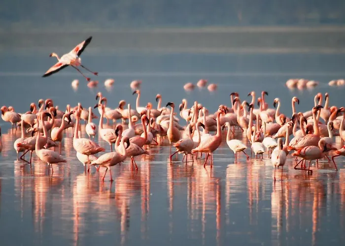 Bungalow, Torreblanca La Mata, Holiday home *